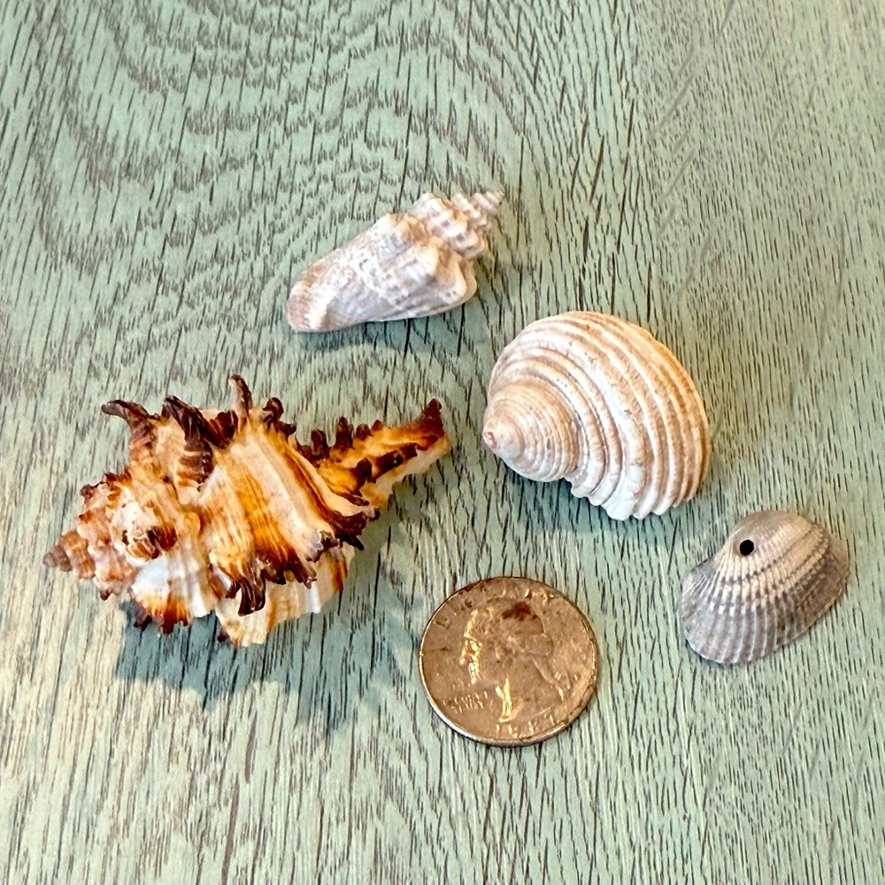 Lot Of 4 Shells Including A  Murex Seashell Crafts Decor Shell